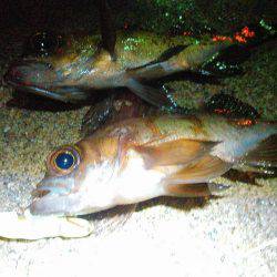 プラプラプラッキングの巻